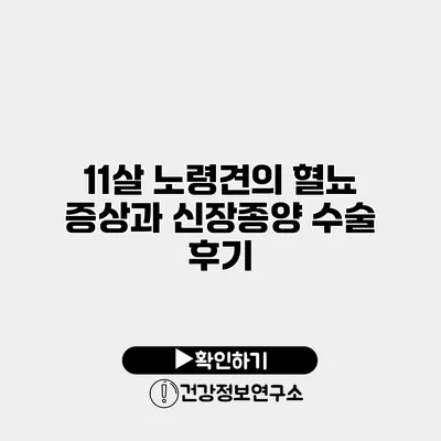 11살 노령견의 혈뇨 증상과 신장종양 수술 후기